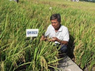 Hỗ trợ lãi suất mua máy móc giảm tổn thất sau thu hoạch nông thủy sản