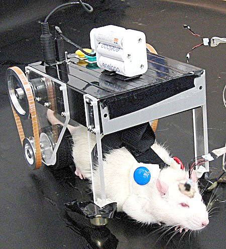 Gặp gỡ RatCar, một xe Robot Nhật Bản kiểm soát bởi não bộ của chuột