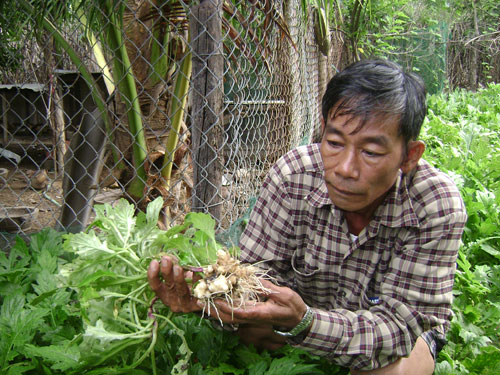 “Nóng” phong trào trồng Xuyên tam thất