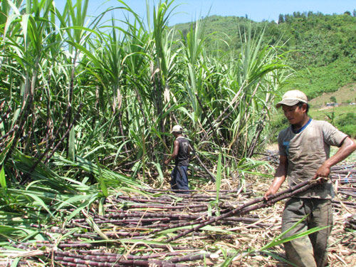 Diện tích mía tím tại Khánh Sơn phát triển khá mạnh trong năm 2010.