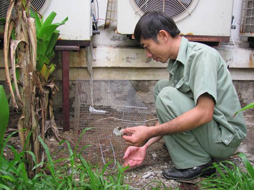 Nhân viên VFC Nha Trang đặt bẫy chuột tại một nhà hàng trên đường Trần Phú.