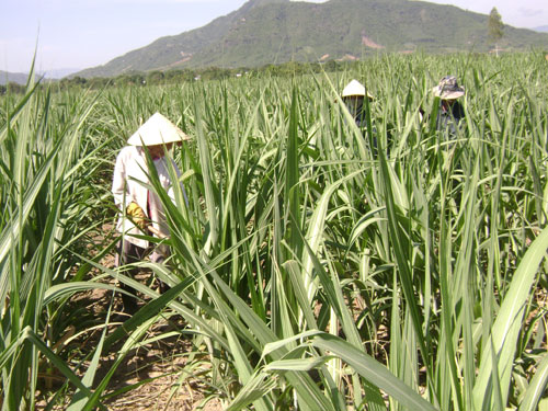 Diện tích mía giống mới đang tăng nhanh tại Cam Lâm.