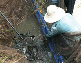 Thủy sản đồng có giá