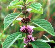 5 loại thảo mộc giúp kiểm soát chứng lo âu hiệu quả