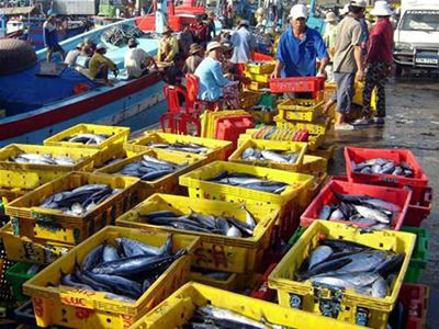 Cơ hội phát triển nghề bền vững