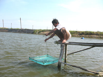 Sẽ có giống nội