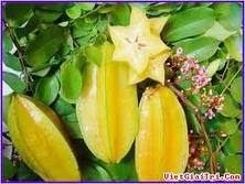 Lợi ích bất ngờ từ quả khế