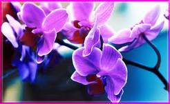 Hoa phong lan trị chán ăn, đầy hơi