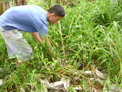 NTO  Thuận Bắc Thử nghiệm mô hình trồng gừng trong bao