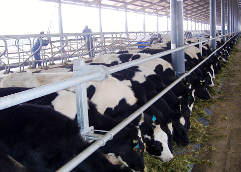 Sữa nước Vinamilk tăng giá 3%