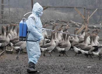 Gia hạn dự án phòng, chống dịch cúm gia cầm, cúm ở người