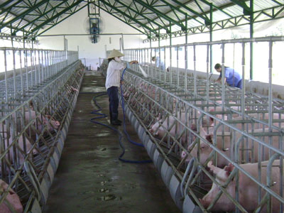 “Sốt” giá heo siêu nạc