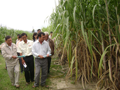 Phổ biến tiến bộ kỹ thuật phát triển vùng nguyên liệu mía