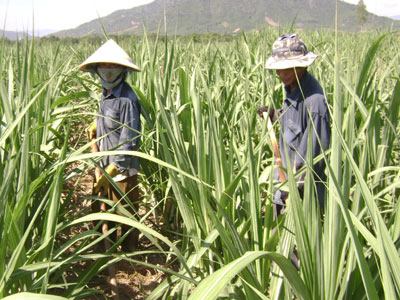 Nhiều lợi ích từ việc chuyển đổi giống mía