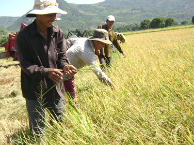 Sản xuất lúa chất lượng cao: Nông dân chưa mặn mà!