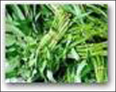 Rau muống - vừa là rau, vừa là thuốc