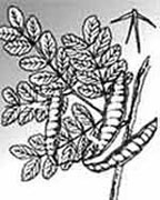 Bồ kết - vị thuốc hay