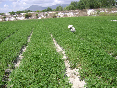 Có thể xây dựng cánh đồng cho thu nhập 200 triệu đồng/ha/năm