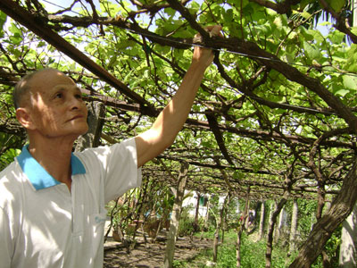 Nhớ mãi một làng nho
