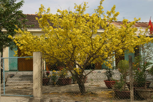 Cây mai rực rỡ nhất Nha Trang