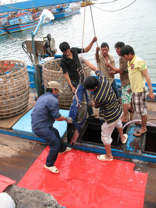 Ngư dân Khánh Hòa trúng lộc biển đầu năm