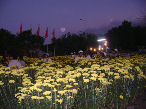 Một mùa hoa Tết bình an