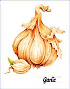 Rượu tỏi - thứ thuốc tuyệt vời của nhân loại