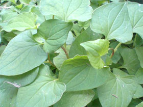 6 bài thuốc từ cây rau Ngổ