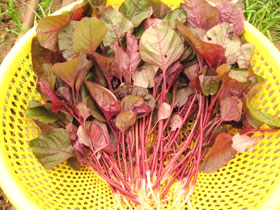 Bài thuốc quý từ Dền gai