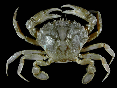 Chữa bong gân bằng y học cổ truyền