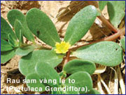 Các cách tẩy giun đơn giản