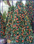 Một số bài thuốc chữa viêm họng