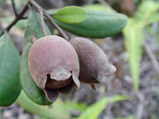 Tác dụng bổ huyết, dưỡng an thai của trái sim