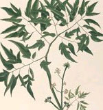 Thuốc quý trong vườn