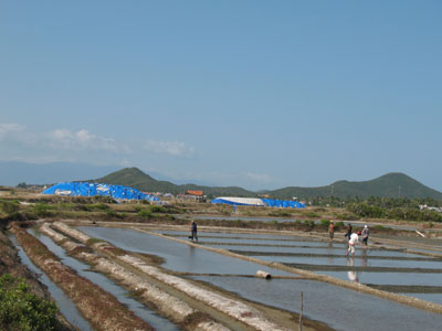 Đầu năm, muối… “lạt”