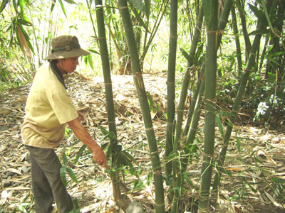 Rơi vào thoái trào do thiếu “đầu ra”