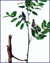 Tác dụng chữa bệnh mới của rễ cây cam thảo