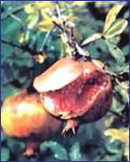 Nước ép lựu tốt cho bệnh nhân thận