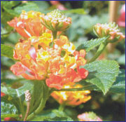 Chữa viêm xoang bằng cây hoa cứt lợn