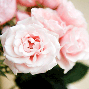 Dành cho bạn gái: Những liệu pháp làm đẹp tại nhà đơn giản