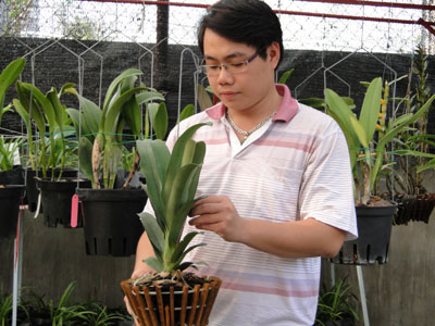 Sử dụng bức xạ gamma trong công nghệ thủy canh và gây đột biến cây địa lan hoa vàng