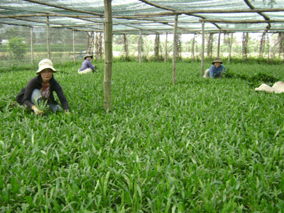 Ngò gai - Cây trồng đem lại thu nhập ổn định cho nông dân