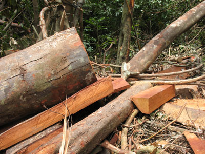 Phát hiện 92 vụ vi phạm Luật Bảo vệ và Phát triển rừng