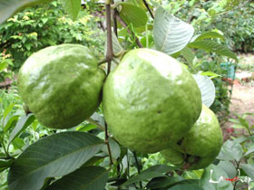 Lợi ích của ổi đối với sức khỏe