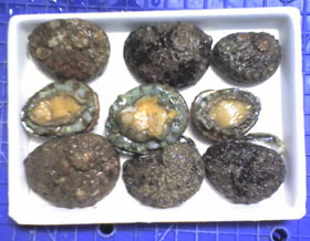 Bào ngư giúp tăng cường sức khỏe