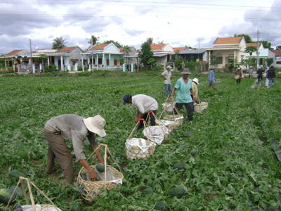 Cần đa dạng hóa loại hình nông sản