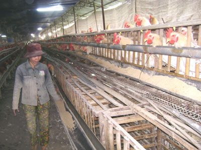 Mang lại hiệu quả cao