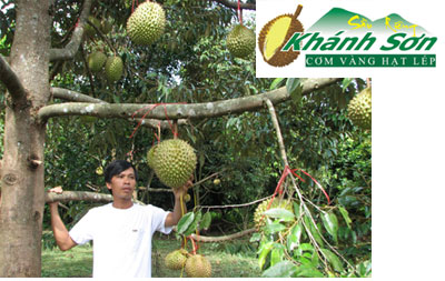 Khanh Son Durian, legally certificated exclusive trademark