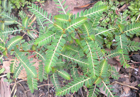 Phòng bệnh gan bằng cây Diệp hạ châu đắng