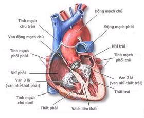 Ảnh minh họa.